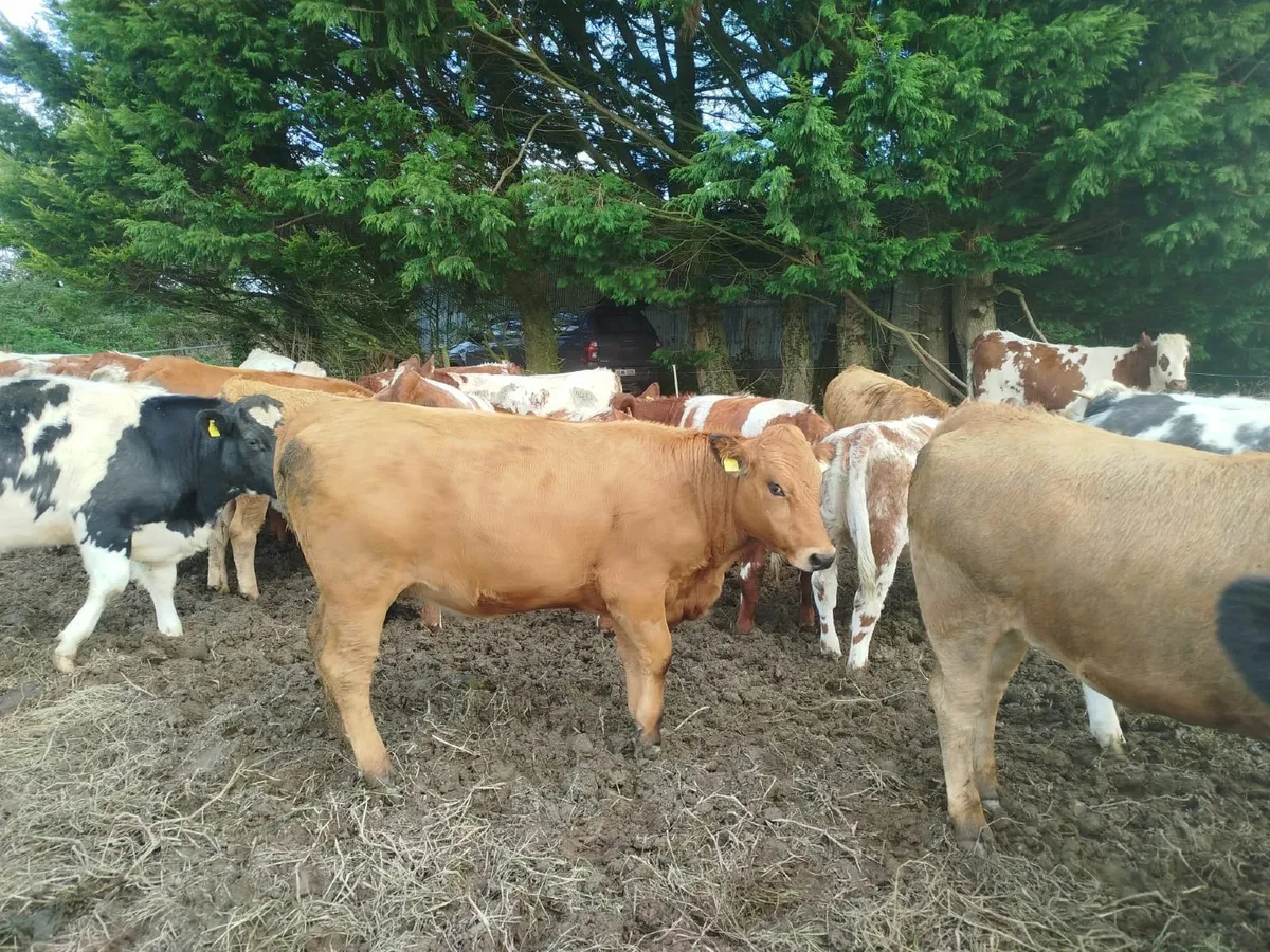 Belgian blue & Roan Breeding Heifers - Image 3