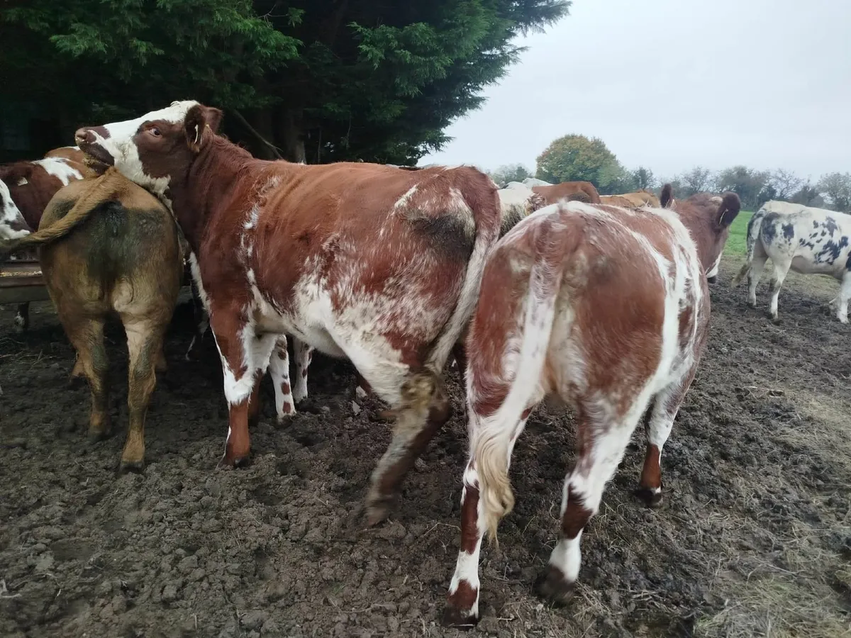 Belgian blue & Roan Breeding Heifers - Image 4