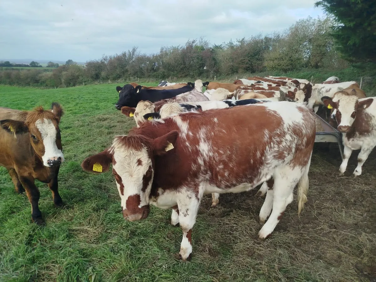 Belgian blue & Roan Breeding Heifers - Image 1