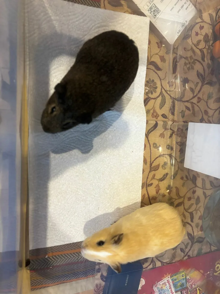 Guinea pig pair (free to best home) - Image 2