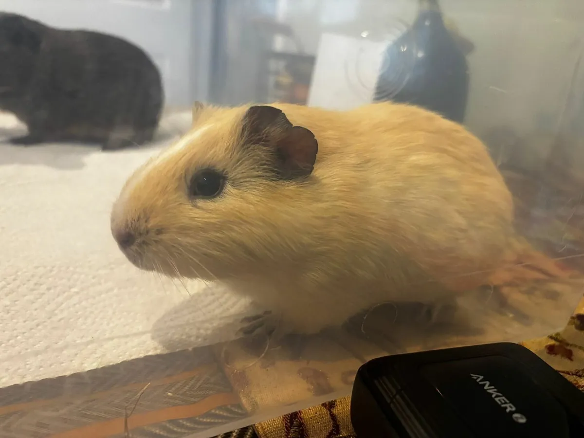 Guinea pig pair (free to best home) - Image 4