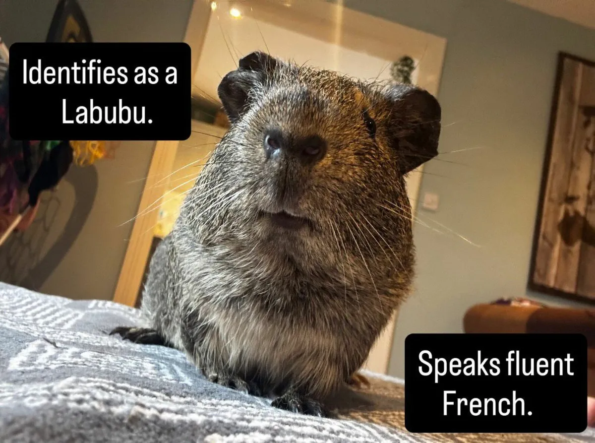 Guinea pig pair (free to best home) - Image 1