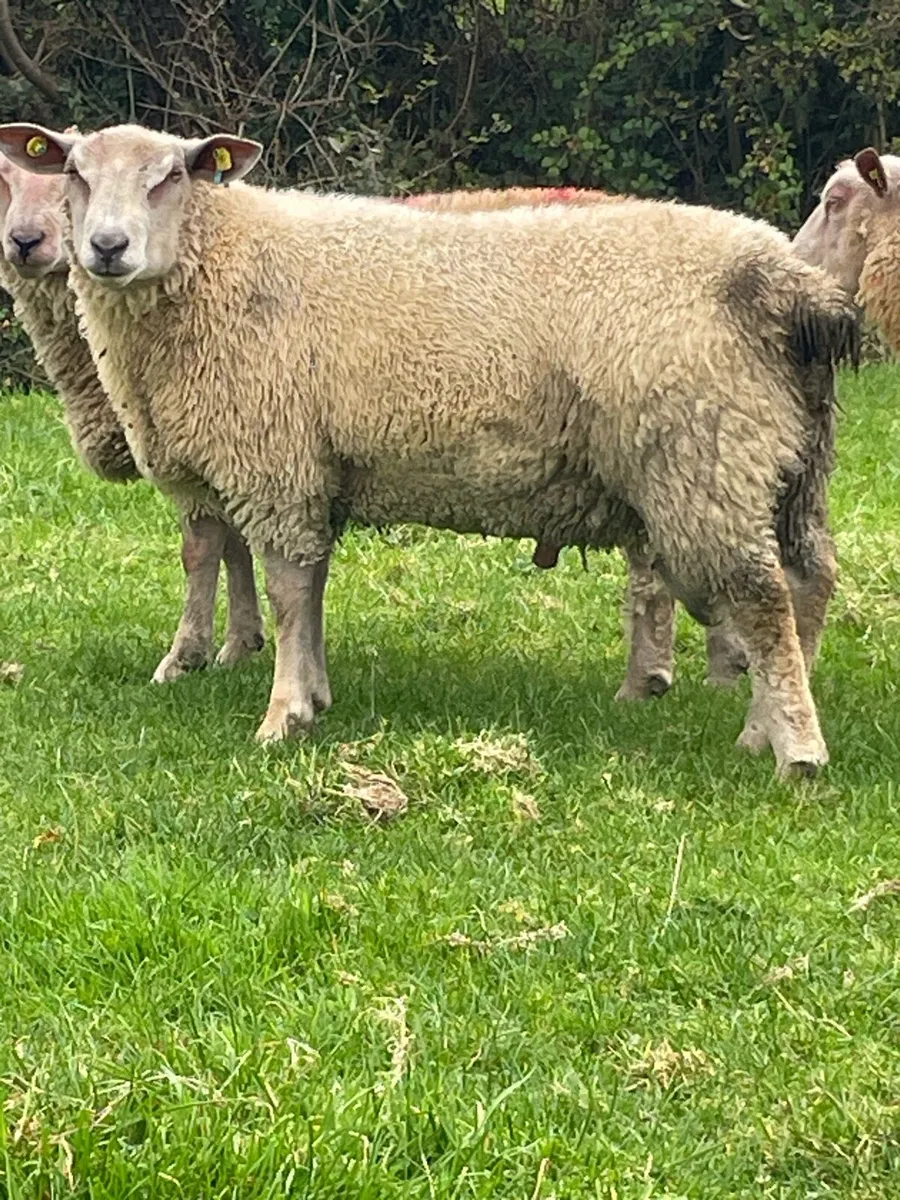 SIS Charolais ram lambs - Image 2
