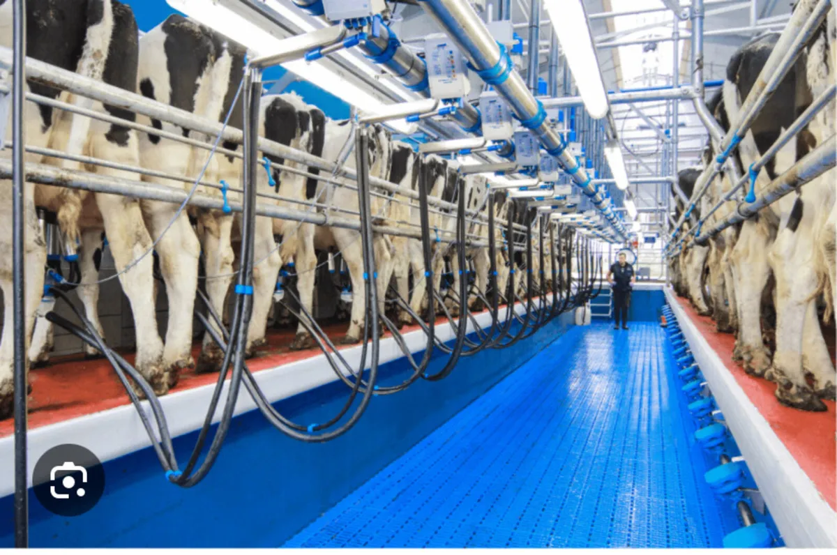 Relief milker in portlaoise area