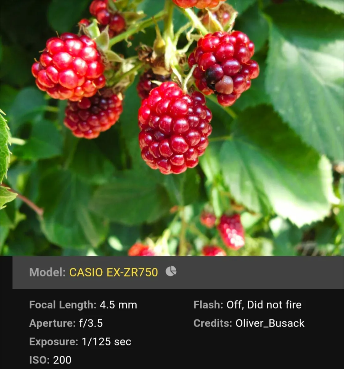 Casio exilim 7MP CCD🌈 digital compact camera - Image 2