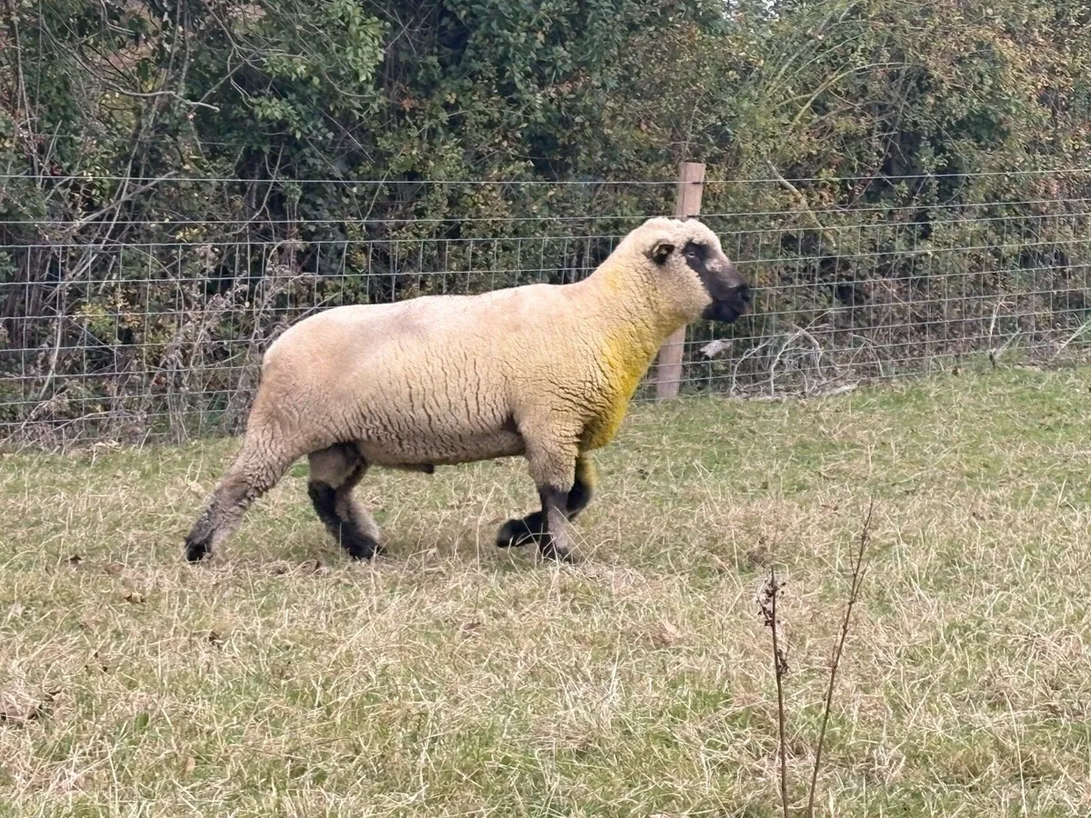 Hampshire Down Ram - Image 2