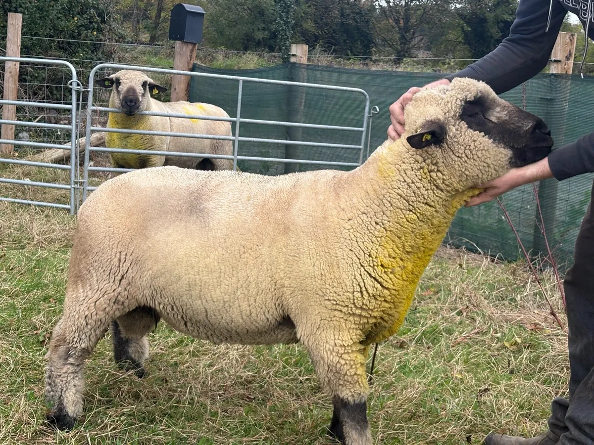 Hampshire Down Ram - Image 3