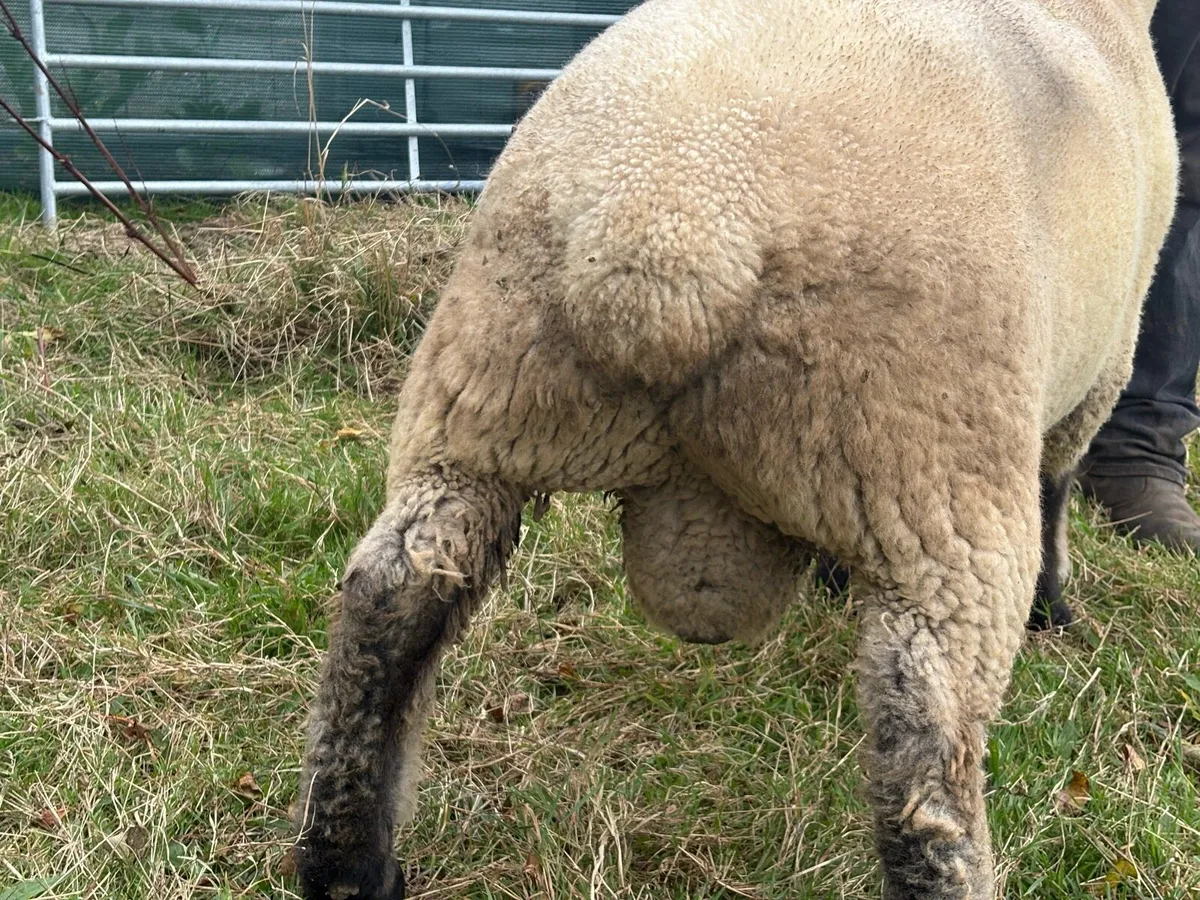 Hampshire Down Ram - Image 4