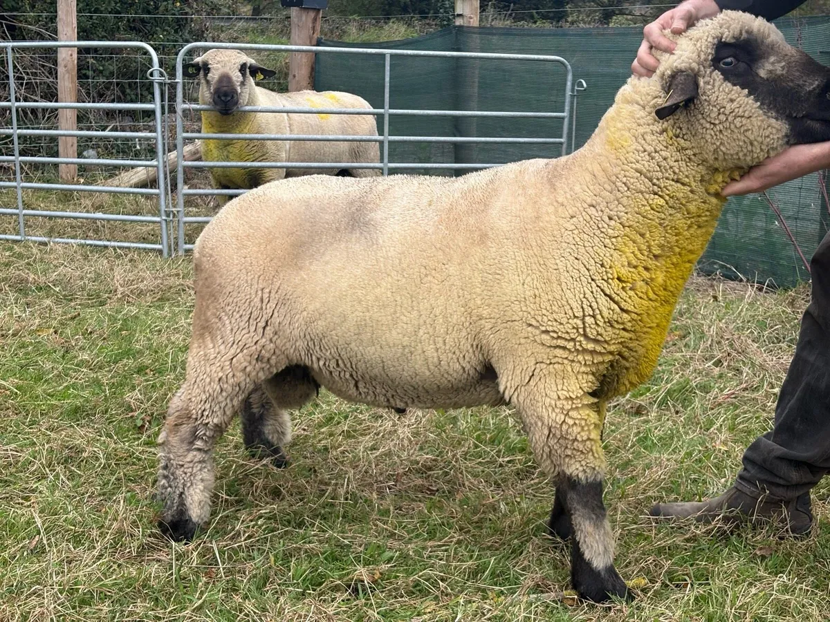 Hampshire Down Ram - Image 1