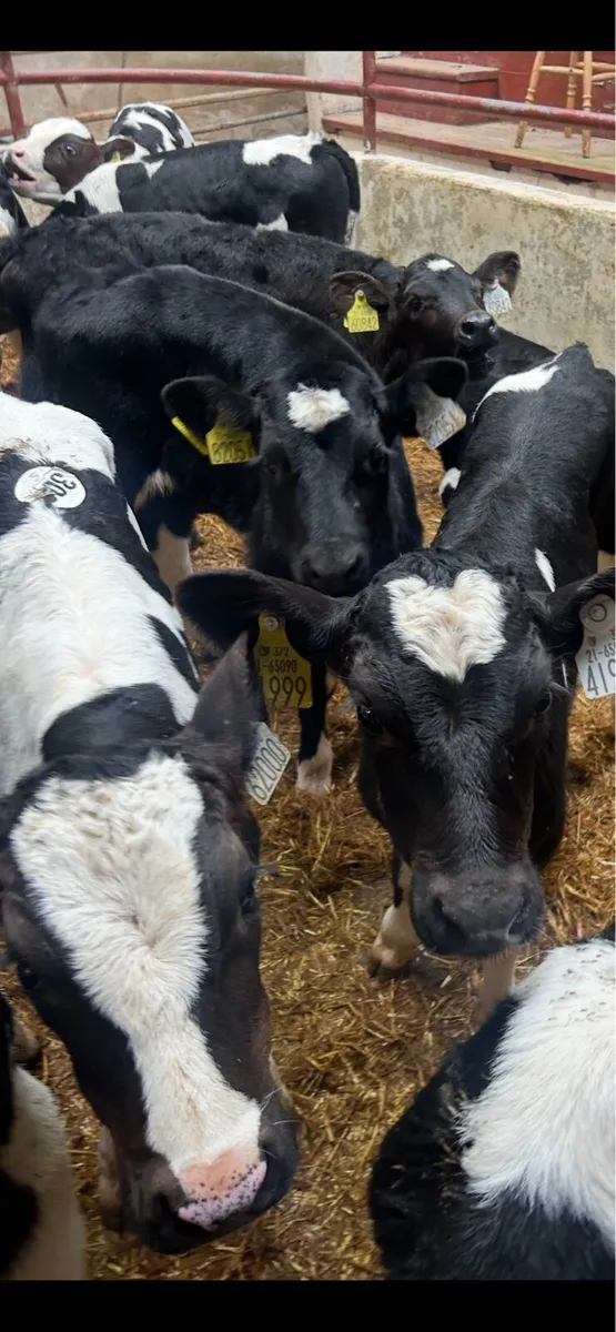 Calves