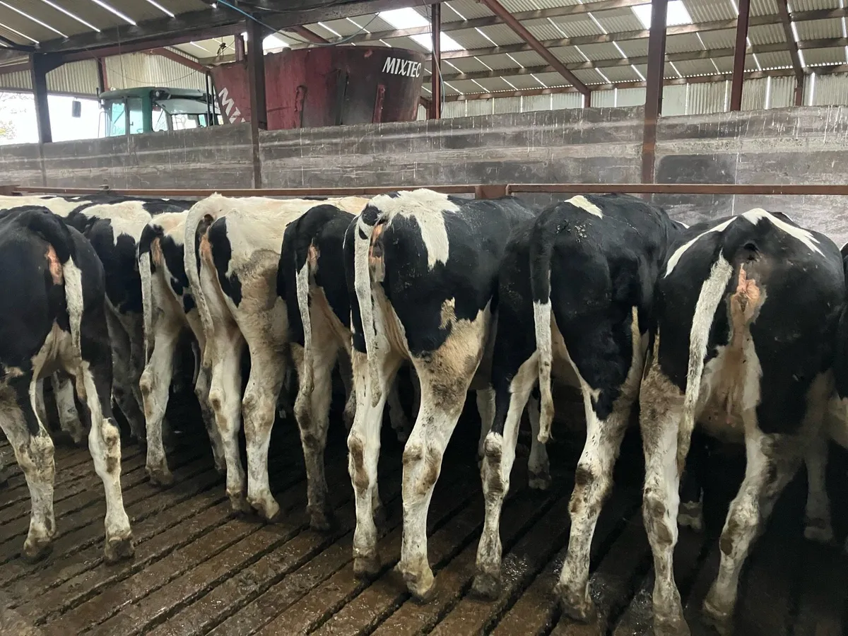 Maiden heifers - Image 1