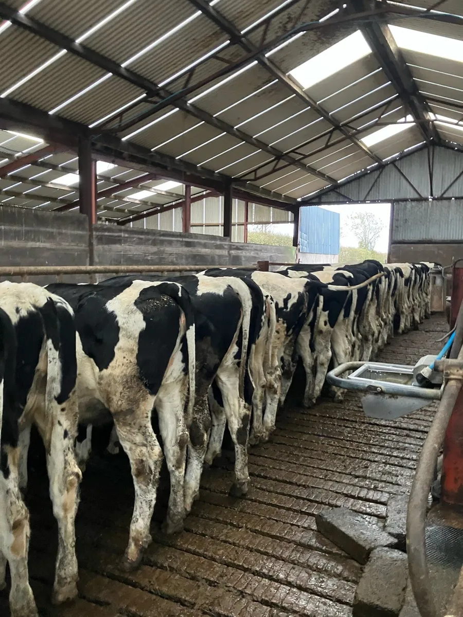Maiden heifers - Image 2