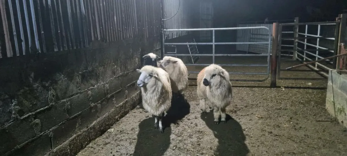 Sheep - Image 2