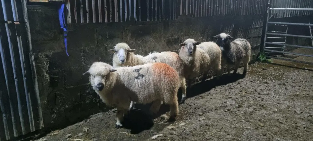 Sheep - Image 1