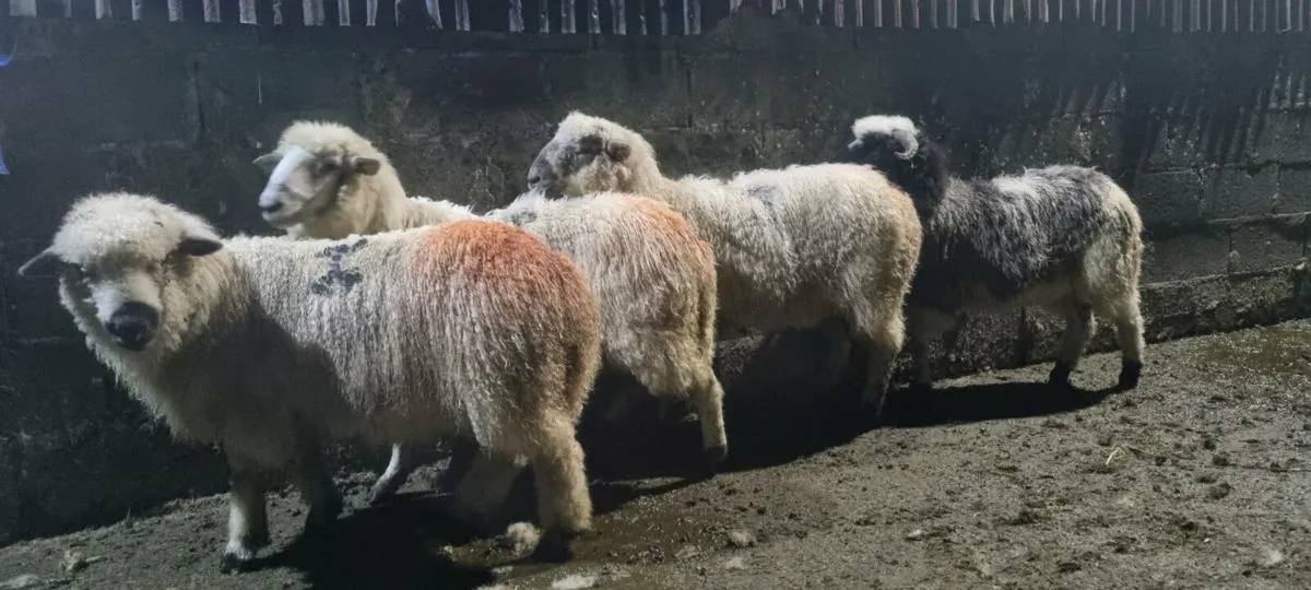 Sheep - Image 3