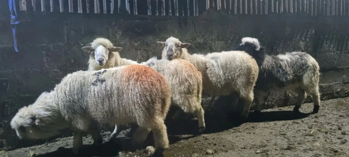 Sheep - Image 4