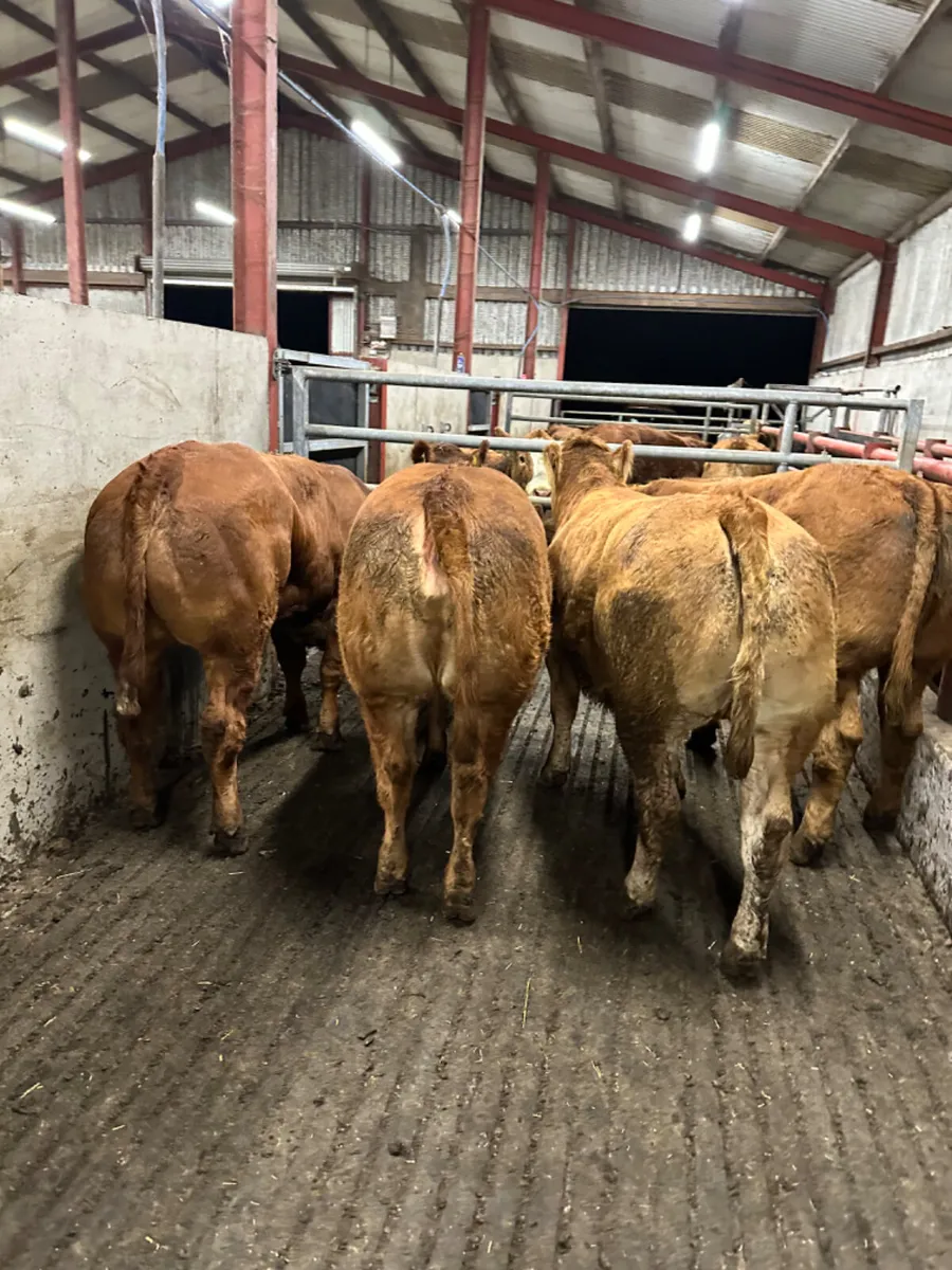 Lim Bulling heifers - Image 4