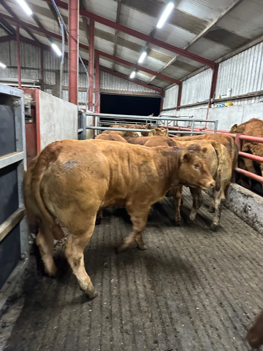 Lim Bulling heifers - Image 2