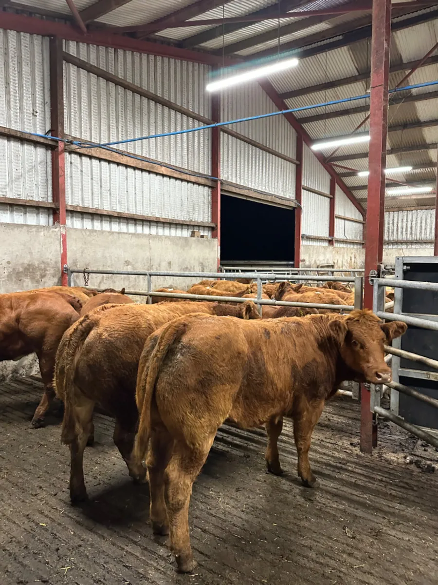 Lim Bulling heifers - Image 1