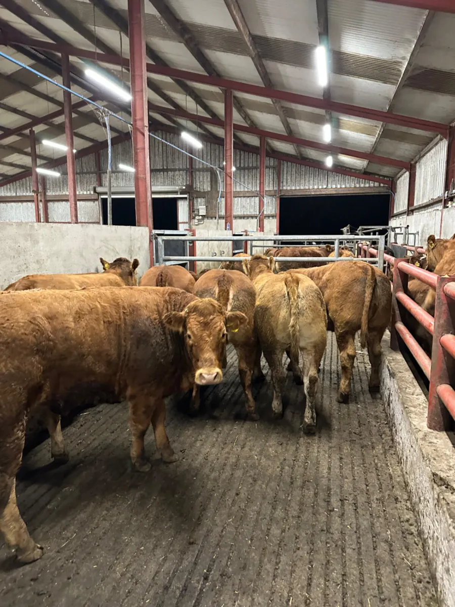 Lim Bulling heifers - Image 3