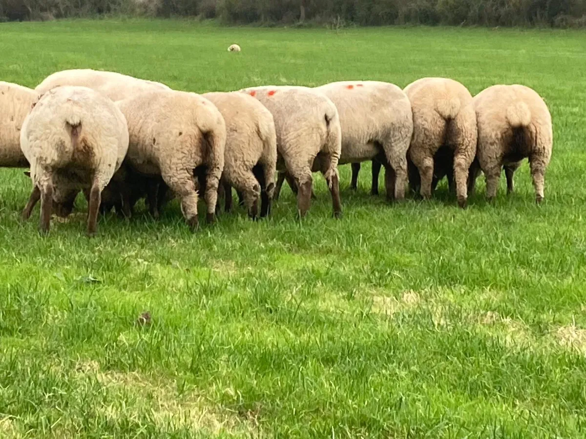 Pedigree Vendeen in-lamb ewes and shearlings - Image 1
