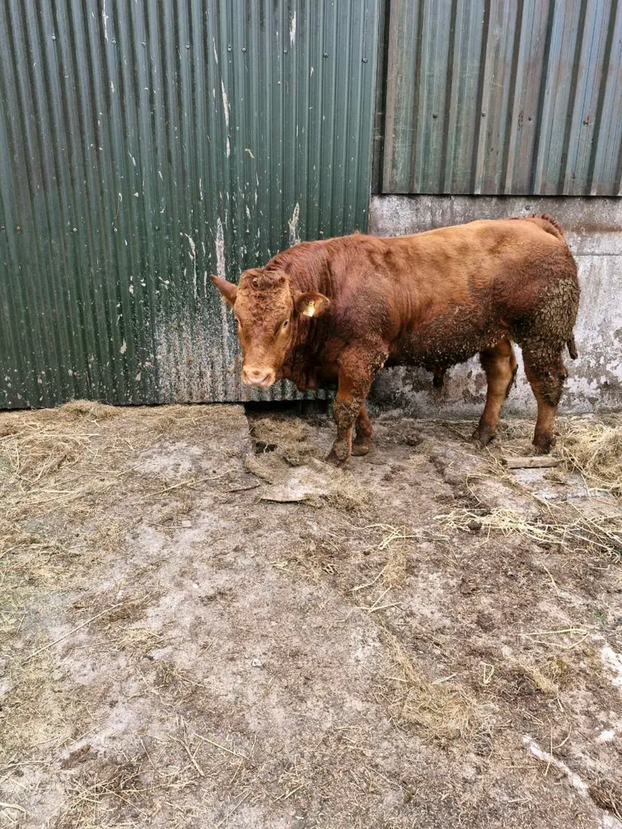 Limousin Bull 13 months. - Image 1