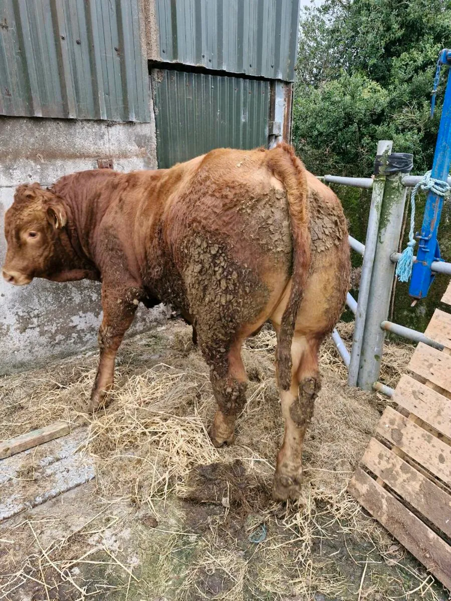Limousin Bull 13 months. - Image 2