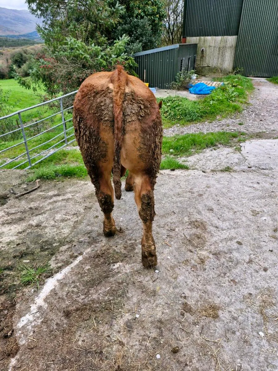 Limousin Bull 13 months. - Image 3