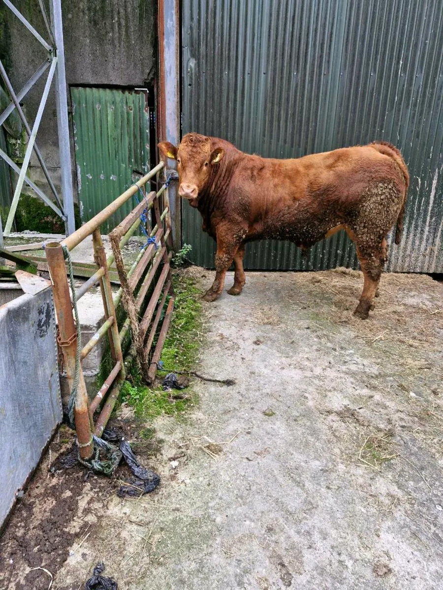 Limousin Bull 13 months. - Image 4