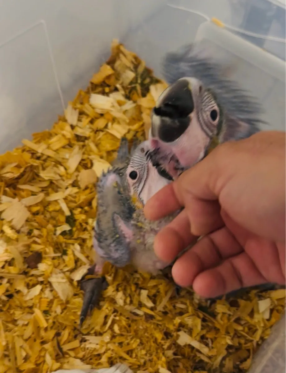 Baby Macaw - Image 1