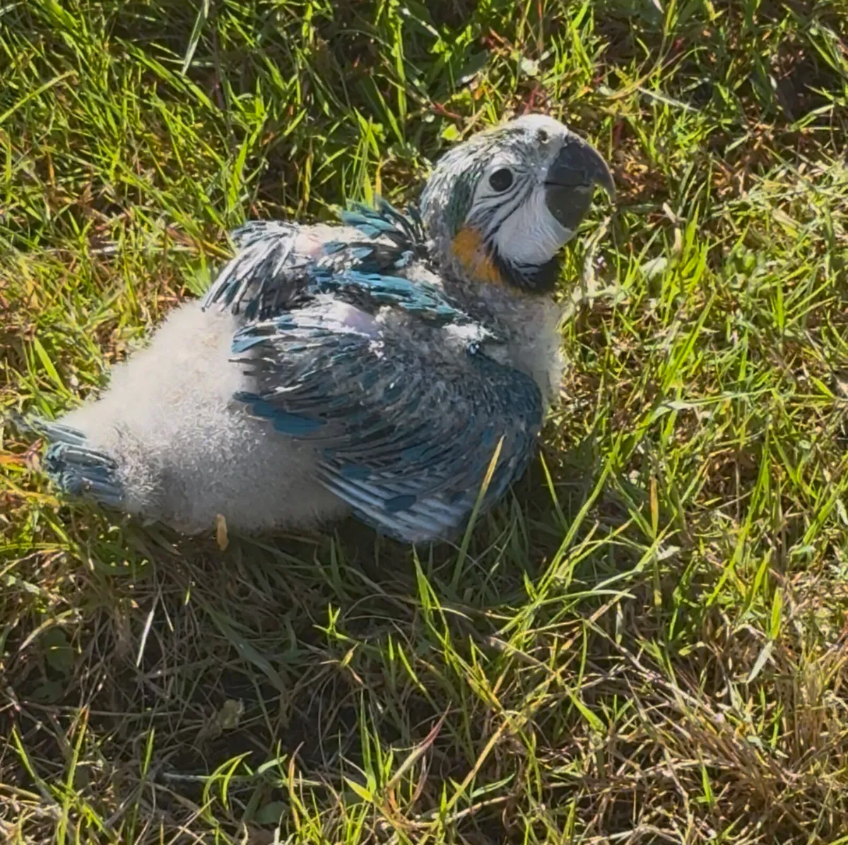 Baby Macaw - Image 2