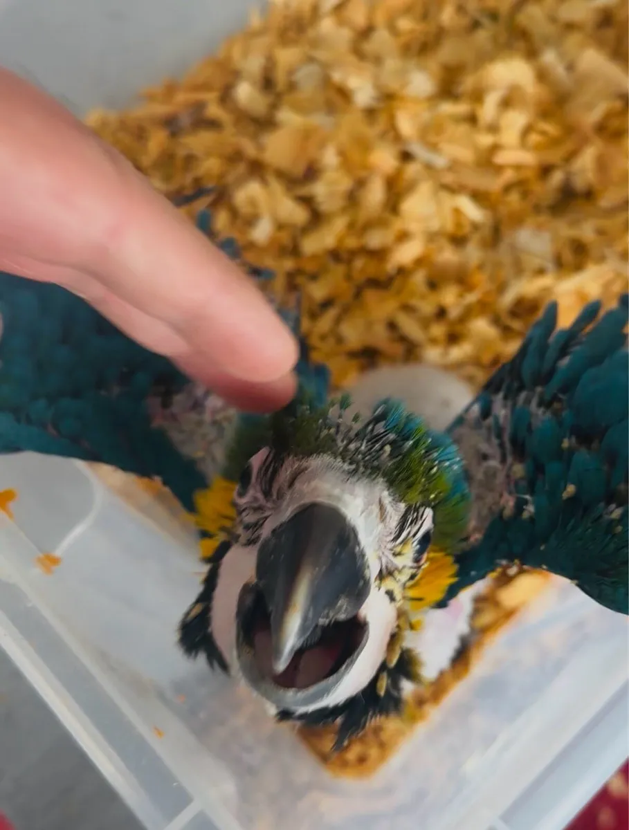 Baby Macaw - Image 3