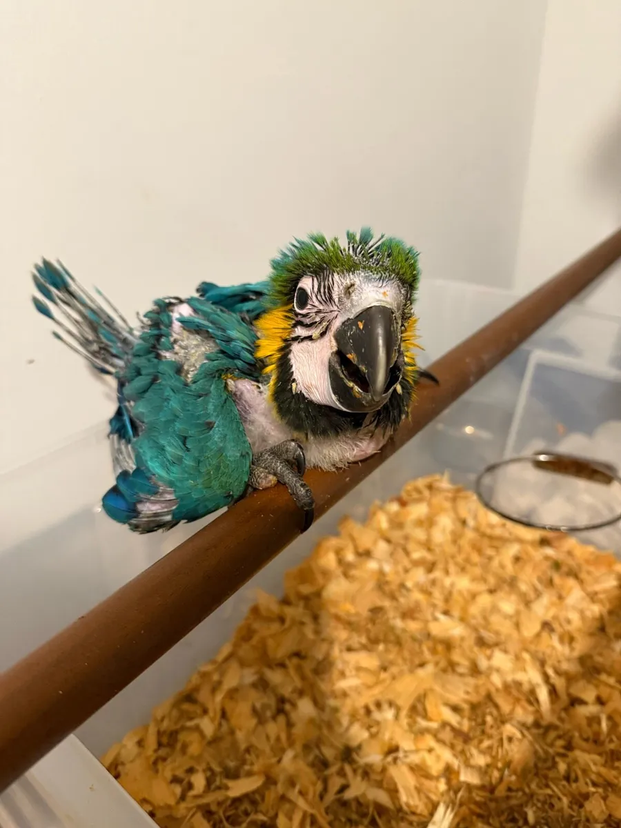 Baby Macaw - Image 4