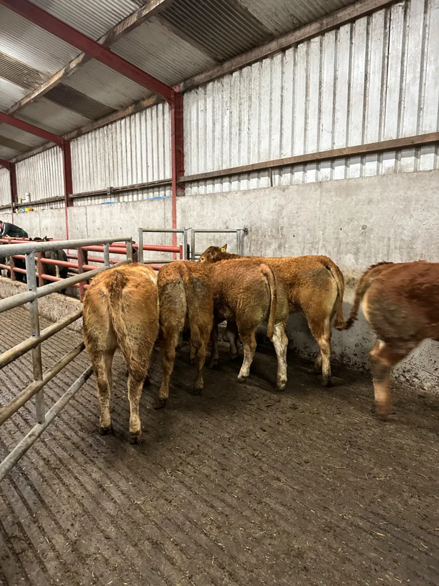 Lim maiden heifers - Image 4
