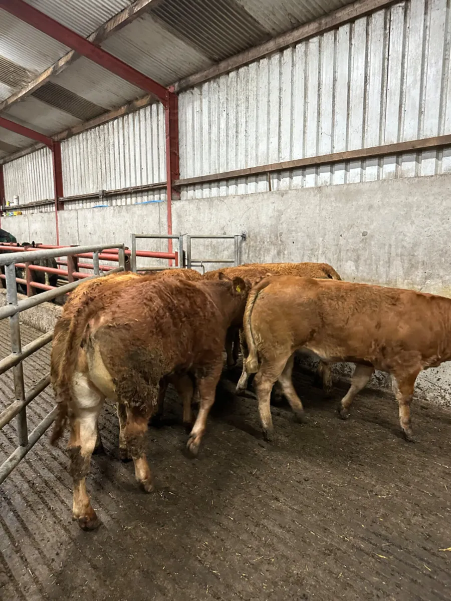 Lim maiden heifers - Image 3