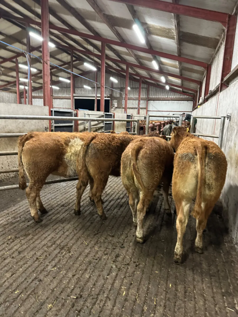 Lim maiden heifers - Image 2