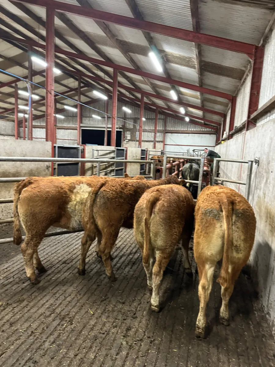Lim maiden heifers - Image 1