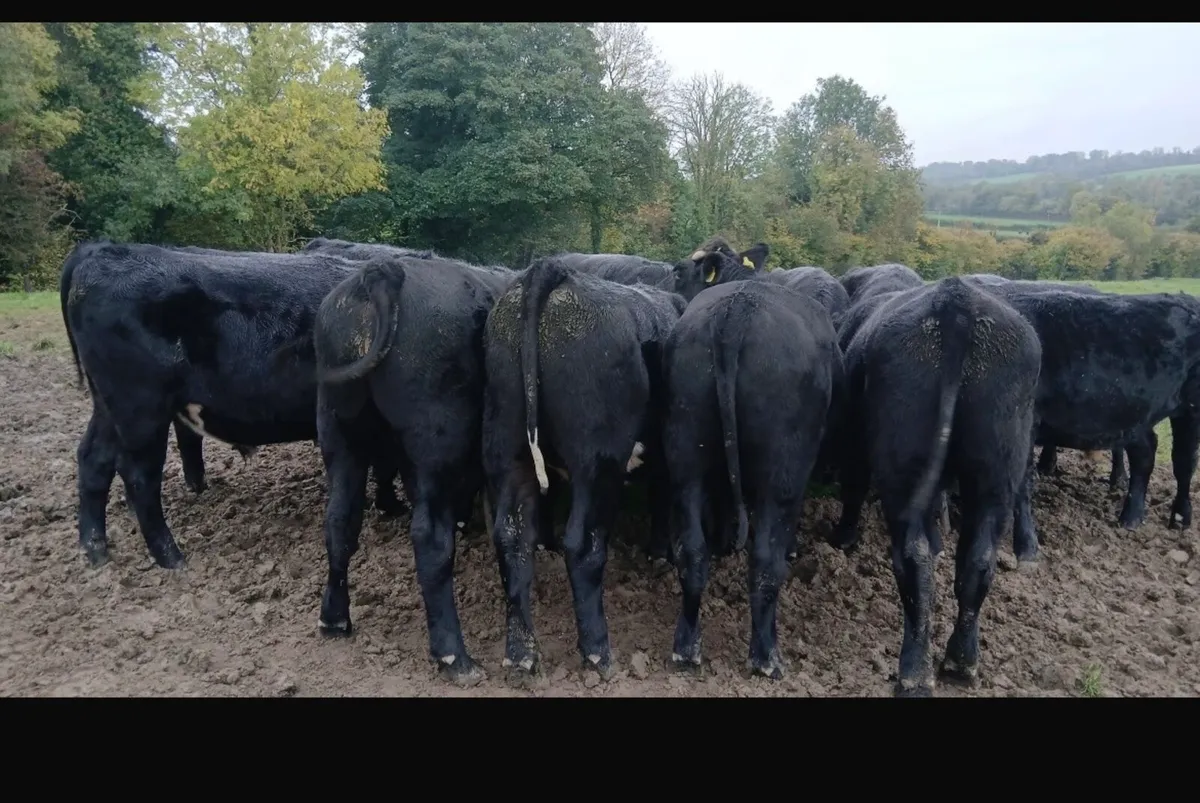 19 bullocks 475kg 16 Angus X 3Lim X - Image 1