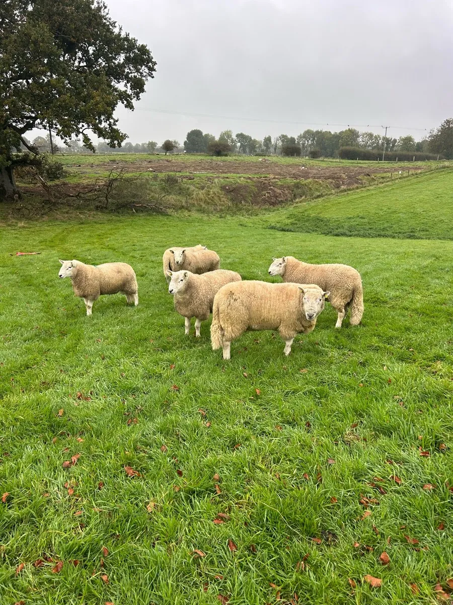 Cheviot hogget rams cahir  mart 17th of