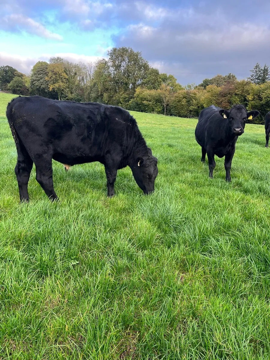 19 bullocks 475kg 16 Angus X 3Lim X - Image 2