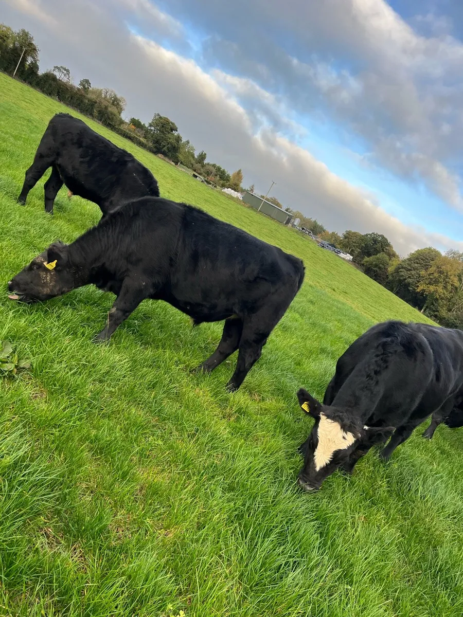 19 bullocks 475kg 16 Angus X 3Lim X - Image 3