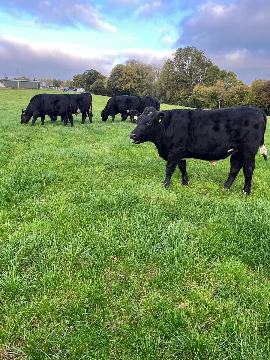 19 bullocks 475kg 16 Angus X 3Lim X - Image 4