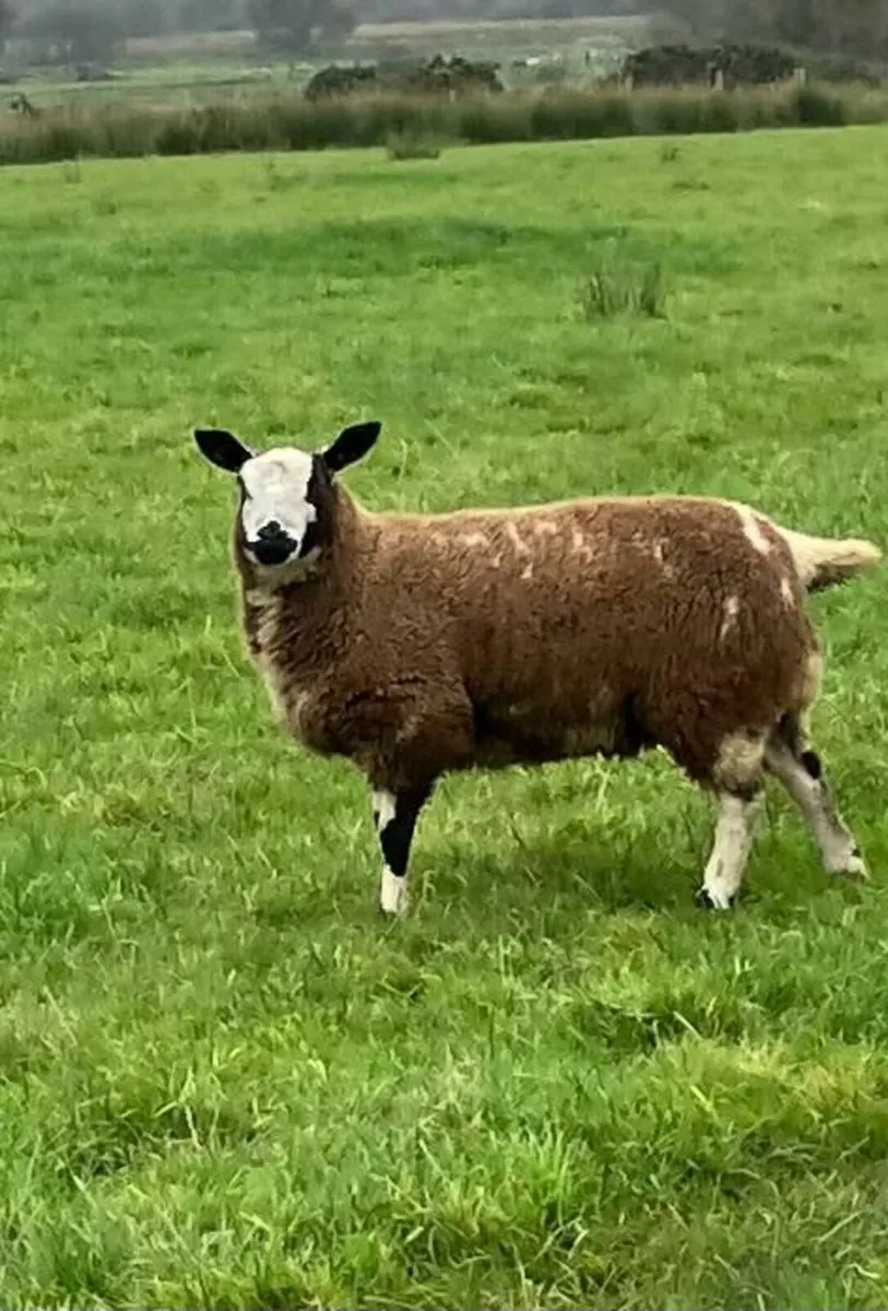 Dutch Spotted Sheep - Image 1
