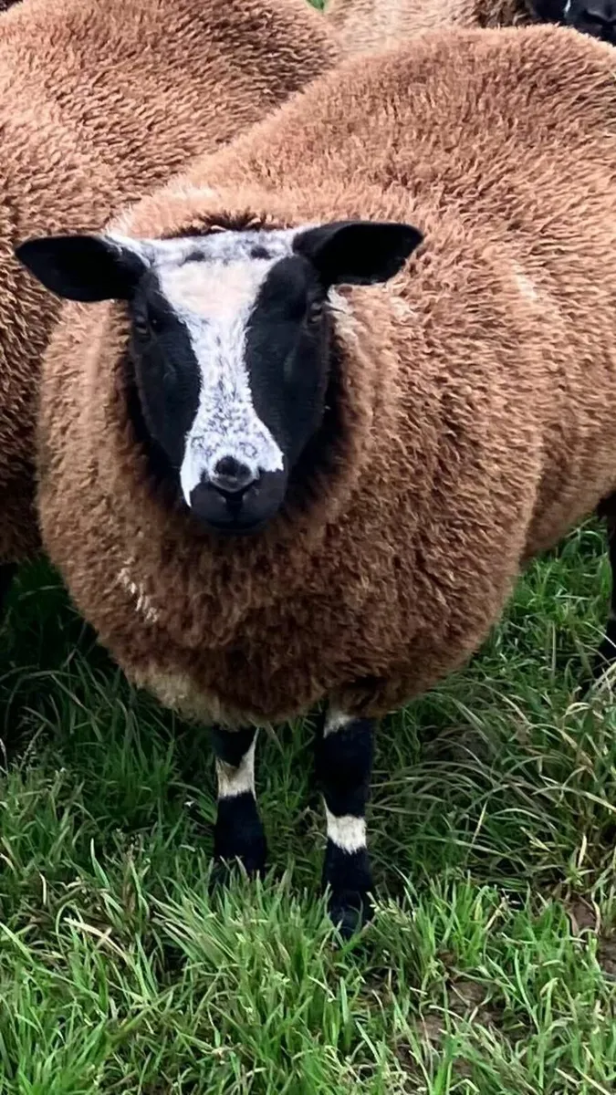 Dutch Spotted Sheep - Image 2