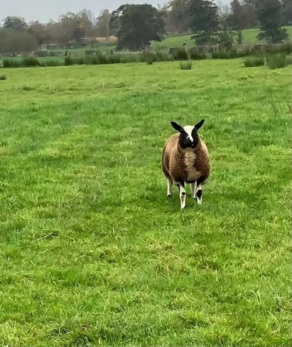 Dutch Spotted Sheep - Image 3