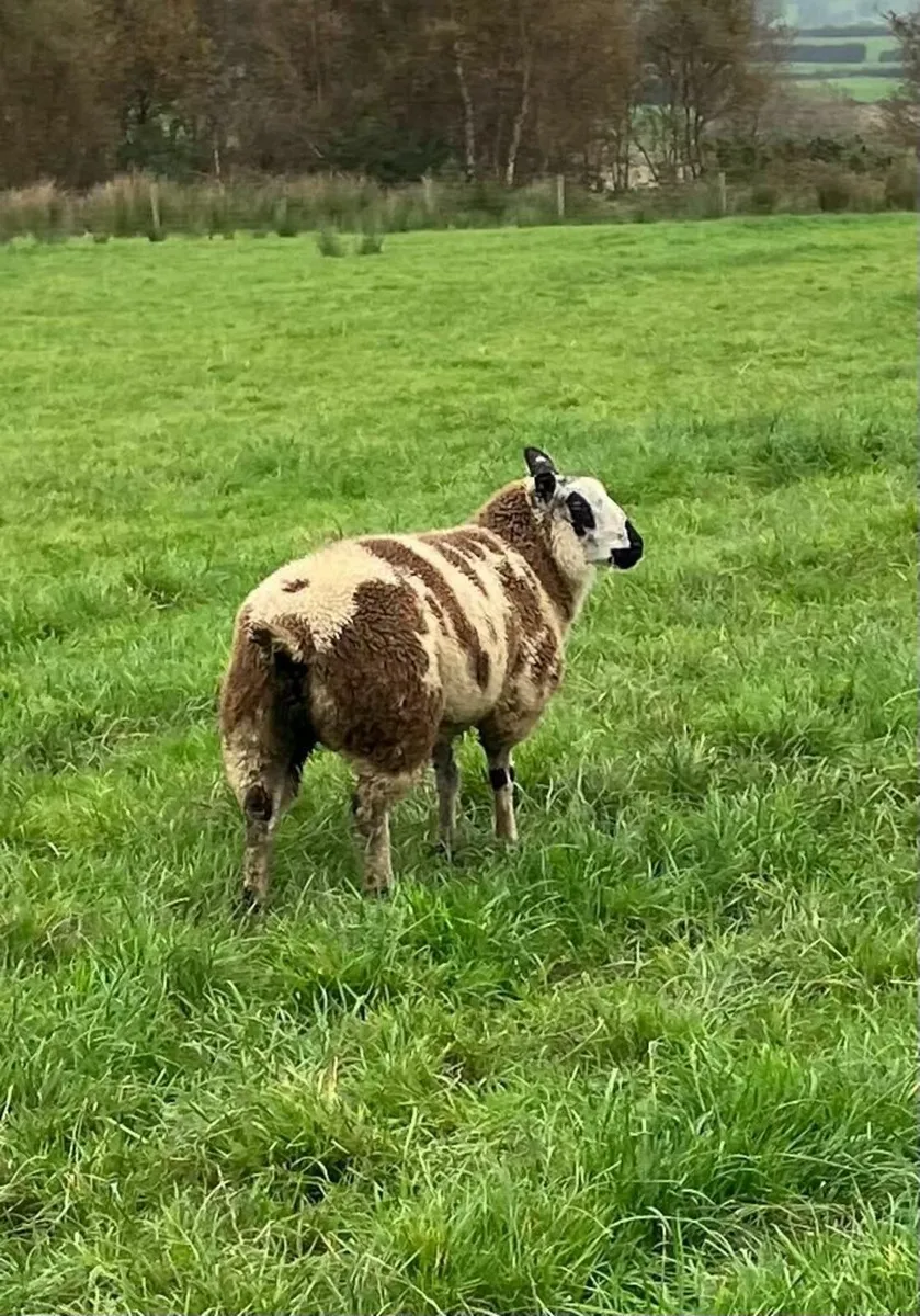 Dutch Spotted Sheep - Image 4