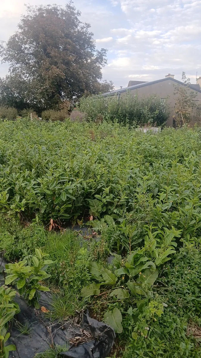 1-2 foot laurel hedging free delivery - Image 1