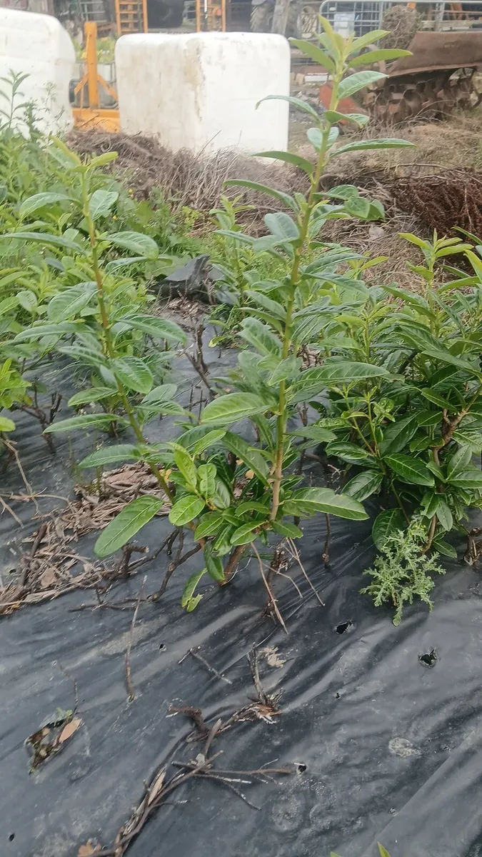 1-2 foot laurel hedging free delivery - Image 2