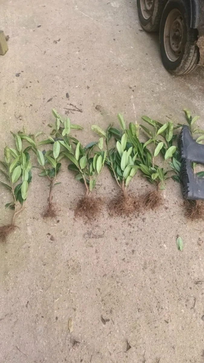 1-2 foot laurel hedging free delivery - Image 3