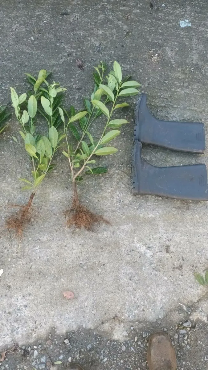 1-2 foot laurel hedging free delivery - Image 4